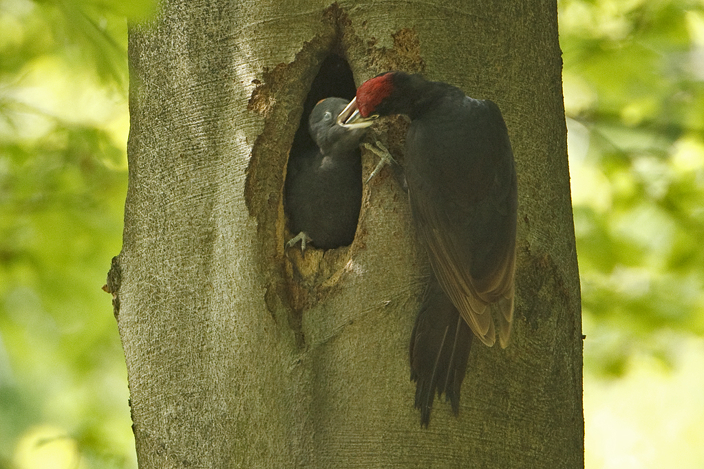 Dryocopus martius Black Woodpecker Zwarte Specht